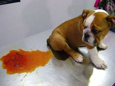 bloody-diarrhoea-with-puppy-002