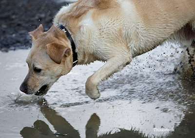 surviving-leptospirosis-what-you-need-know-protect-your-dog-145848201