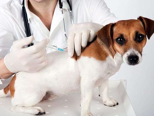 anspore Væve Blaze Vaccination af hund i Horsens nær Odder & Skanderborg | Se mere her