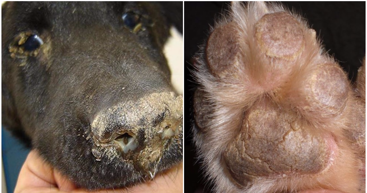 distemper-dog-showing-hardpad-disease