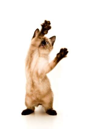 kat