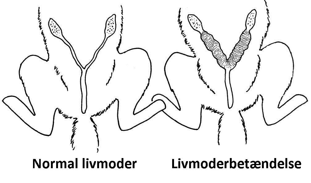 lungebetændelse Eddike Sorg Løbetider hos tæver