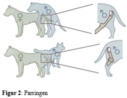 Reproduktion hunhunde