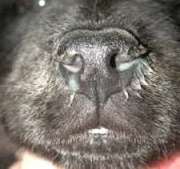 vaccination-af-hunde2